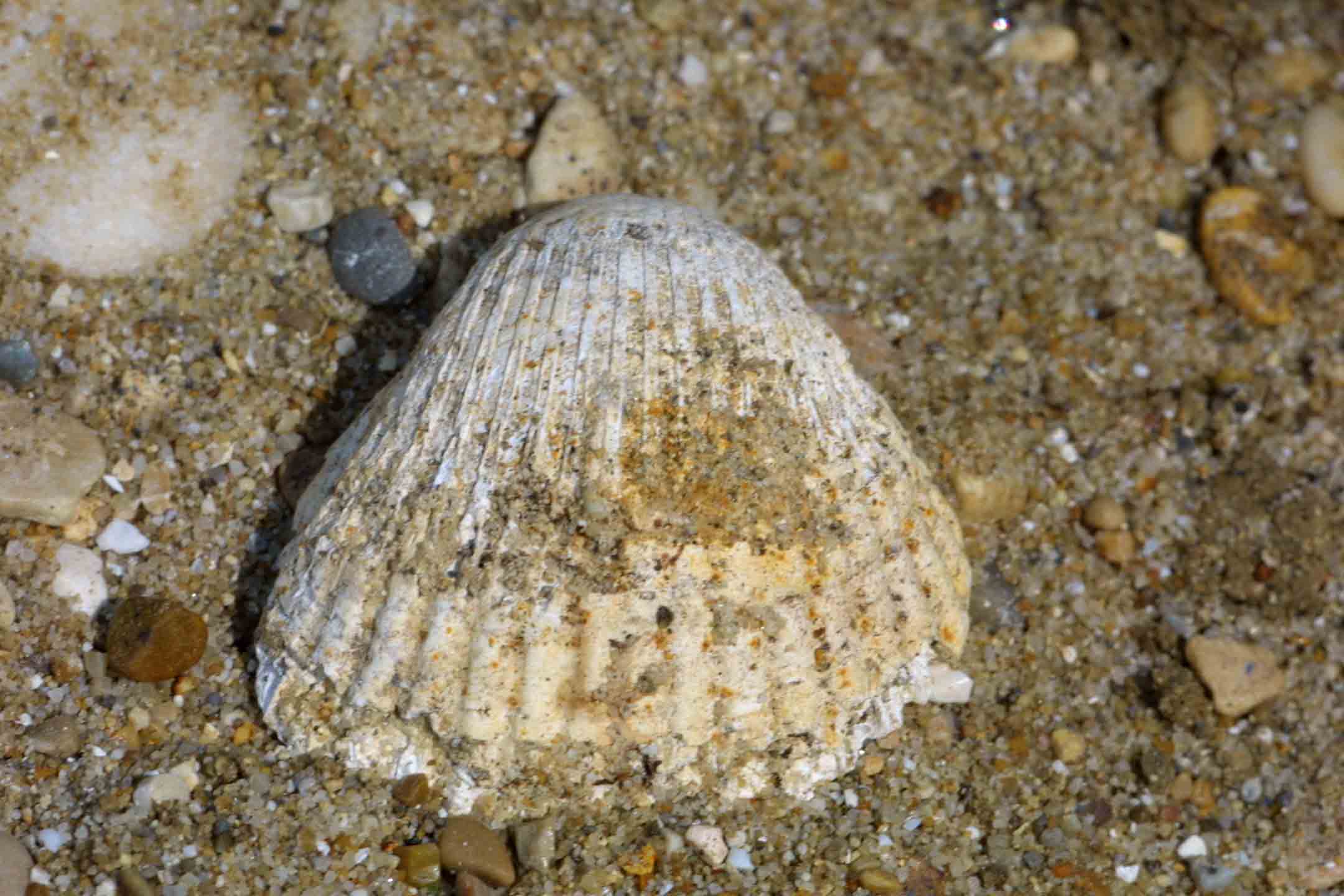 Bivalve fossili